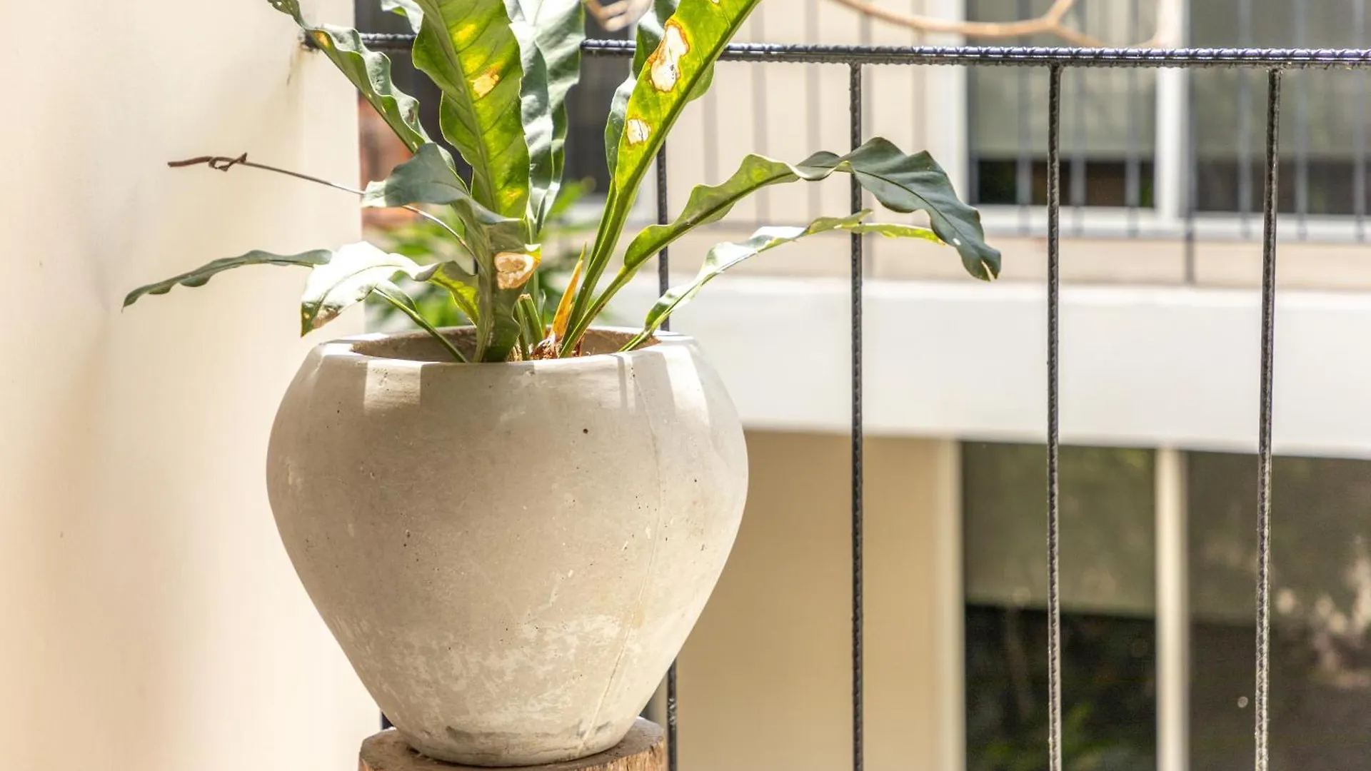 Habanero Suites & Garden Playa del Carmen Apartment
